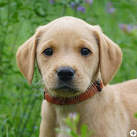 Bright Angel of Enchanted Garden © Working Golden Retriever of Enchanted Garden